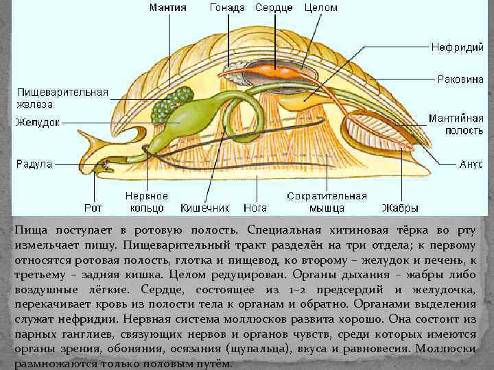 Тело моллюска заключено в. Моллюски строение пищеварение. Пищеварительная система двустворчатых моллюсков. Тип моллюски пищеварительная система. Тип пищеварительной системы у моллюсков.