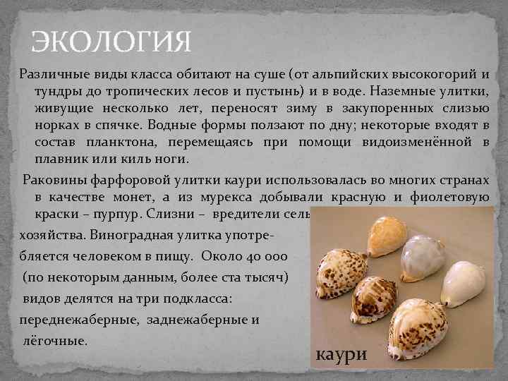 ЭКОЛОГИЯ Различные виды класса обитают на суше (от альпийских высокогорий и тундры до ЭКОЛОГИЯ Различные виды класса обитают на суше (от альпийских высокогорий и тундры до