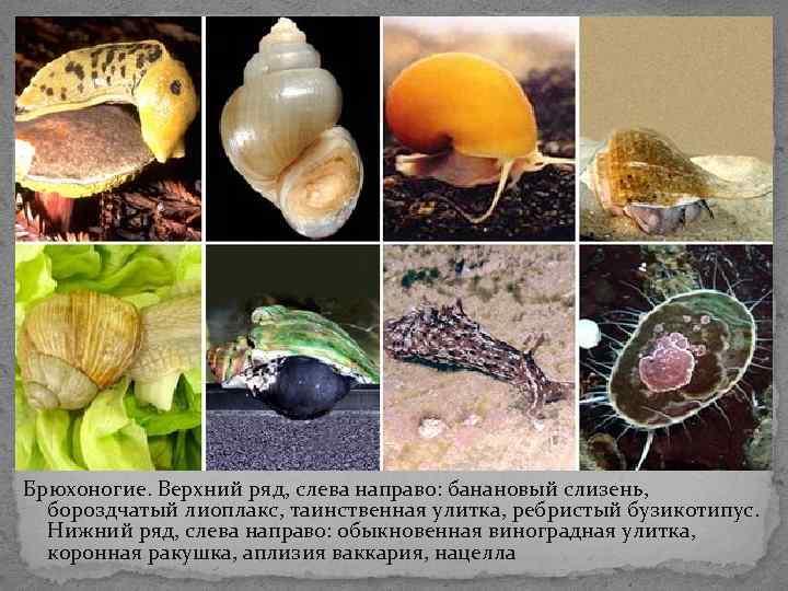 Брюхоногие. Верхний ряд, слева направо: банановый слизень, бороздчатый лиоплакс, таинственная улитка, ребристый бузикотипус. Нижний Брюхоногие. Верхний ряд, слева направо: банановый слизень, бороздчатый лиоплакс, таинственная улитка, ребристый бузикотипус. Нижний