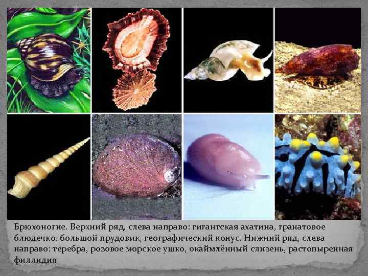 Брюхоногие. Верхний ряд, слева направо: гигантская ахатина, гранатовое блюдечко, большой прудовик, географический конус. Нижний Брюхоногие. Верхний ряд, слева направо: гигантская ахатина, гранатовое блюдечко, большой прудовик, географический конус. Нижний