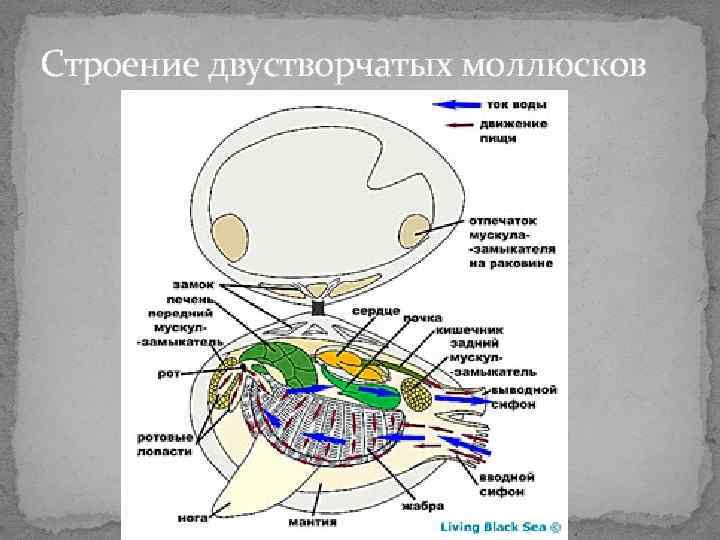 Строение двустворчатых моллюсков Строение двустворчатых моллюсков