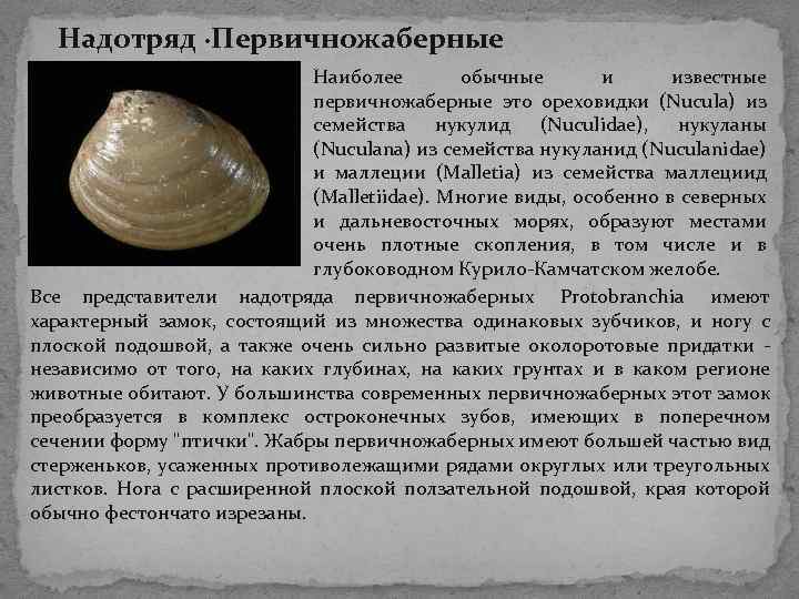 Надотряд ·Первичножаберные Наиболее обычные и известные первичножаберные это ореховидки (Nucula) из семейства нукулид Надотряд ·Первичножаберные Наиболее обычные и известные первичножаберные это ореховидки (Nucula) из семейства нукулид