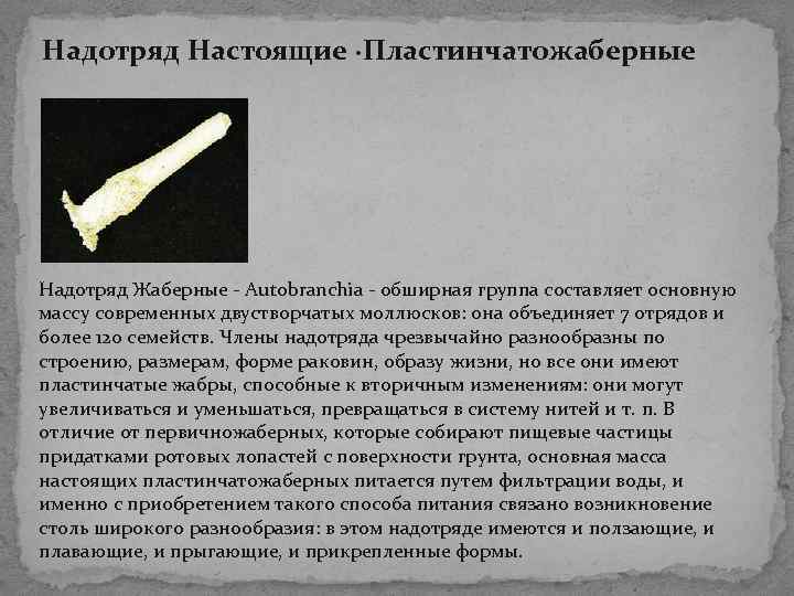 Надотряд Настоящие ·Пластинчатожаберные Надотряд Жаберные - Autobranchia - обширная группа составляет основную массу современных Надотряд Настоящие ·Пластинчатожаберные Надотряд Жаберные - Autobranchia - обширная группа составляет основную массу современных