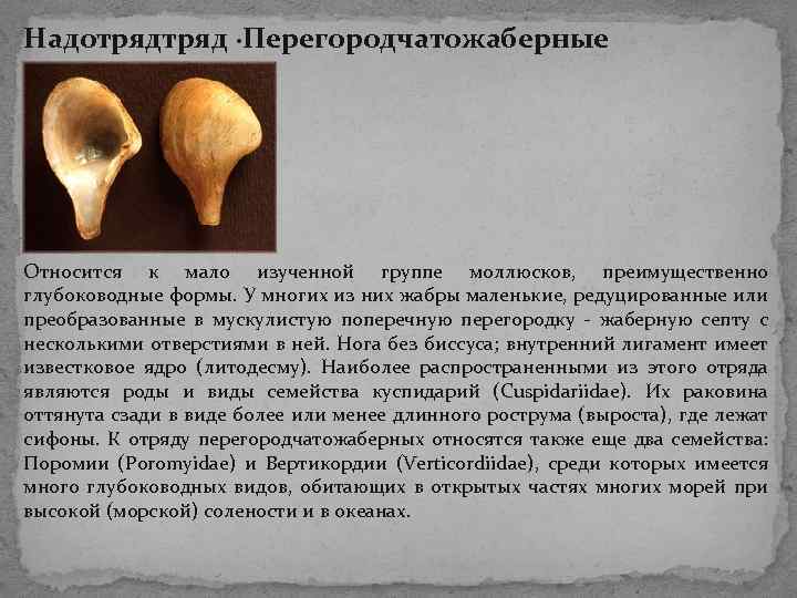 Надотряд ·Перегородчатожаберные Относится к мало изученной группе моллюсков, преимущественно глубоководные формы. У многих из Надотряд ·Перегородчатожаберные Относится к мало изученной группе моллюсков, преимущественно глубоководные формы. У многих из