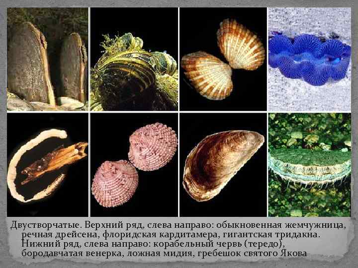 Двустворчатые. Верхний ряд, слева направо: обыкновенная жемчужница, речная дрейсена, флоридская кардитамера, гигантская тридакна. Нижний Двустворчатые. Верхний ряд, слева направо: обыкновенная жемчужница, речная дрейсена, флоридская кардитамера, гигантская тридакна. Нижний