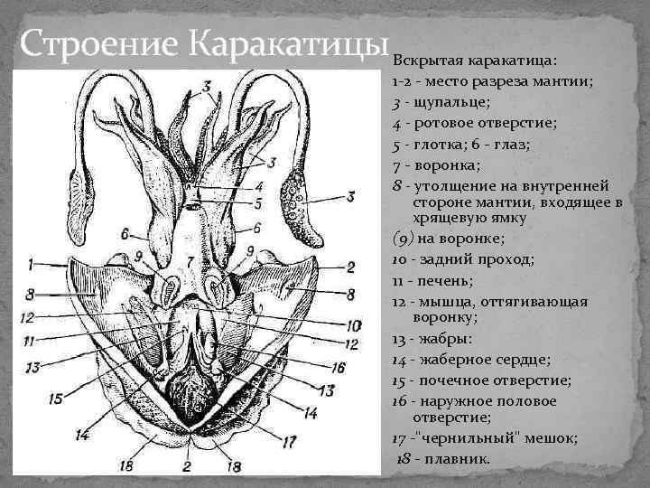 Строение Каракатицы Вскрытая каракатица: 1 -2 - место разреза мантии; 3 - щупальце; 4 Строение Каракатицы Вскрытая каракатица: 1 -2 - место разреза мантии; 3 - щупальце; 4