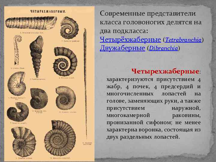 Современные представители класса головоногих делятся на два подкласса: Четырёхжаберные (Tetrabranchia) Двужаберные (Dibranchia) Четырехжаберные: характеризуются Современные представители класса головоногих делятся на два подкласса: Четырёхжаберные (Tetrabranchia) Двужаберные (Dibranchia) Четырехжаберные: характеризуются