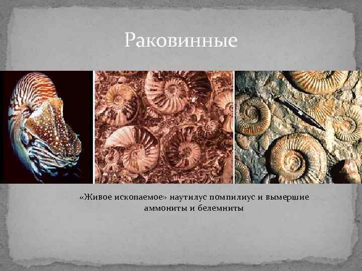 Раковинные «Живое ископаемое» наутилус помпилиус и вымершие аммониты и белемниты Раковинные «Живое ископаемое» наутилус помпилиус и вымершие аммониты и белемниты