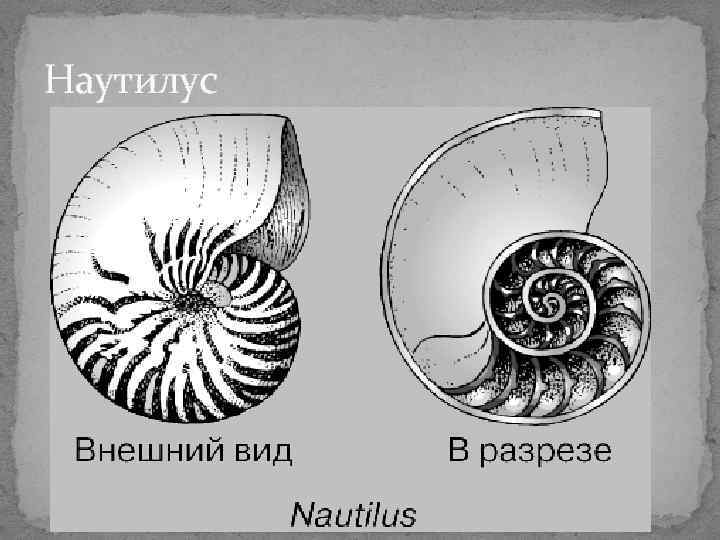 Наутилус Наутилус