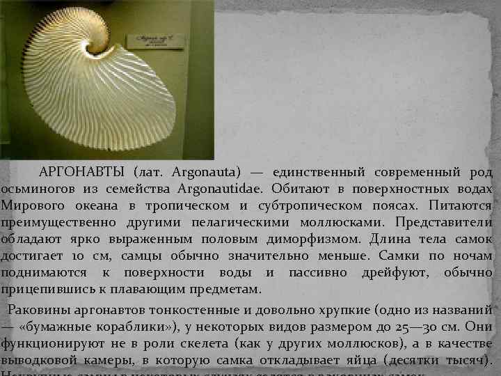 АРГОНАВТЫ (лат. Argonauta) — единственный современный род осьминогов из семейства Argonautidae. Обитают в АРГОНАВТЫ (лат. Argonauta) — единственный современный род осьминогов из семейства Argonautidae. Обитают в