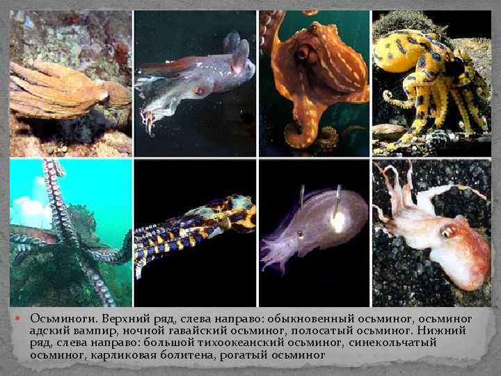 Осьминоги. Верхний ряд, слева направо: обыкновенный осьминог, осьминог адский вампир, ночной гавайский осьминог, Осьминоги. Верхний ряд, слева направо: обыкновенный осьминог, осьминог адский вампир, ночной гавайский осьминог,