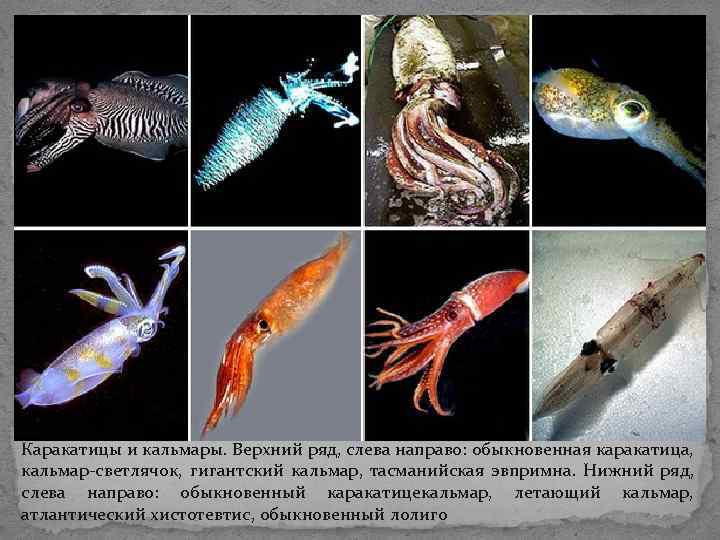 Каракатицы и кальмары. Верхний ряд, слева направо: обыкновенная каракатица, кальмар-светлячок, гигантский кальмар, тасманийская эвпримна. Каракатицы и кальмары. Верхний ряд, слева направо: обыкновенная каракатица, кальмар-светлячок, гигантский кальмар, тасманийская эвпримна.