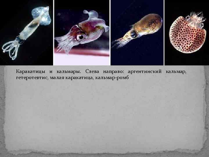Каракатицы и кальмары. Слева направо: аргентинский кальмар, гетеротевтис, малая каракатица, кальмар-ромб Каракатицы и кальмары. Слева направо: аргентинский кальмар, гетеротевтис, малая каракатица, кальмар-ромб