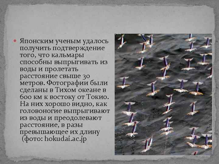 Японским ученым удалось получить подтверждение того, что кальмары способны выпрыгивать из воды и Японским ученым удалось получить подтверждение того, что кальмары способны выпрыгивать из воды и