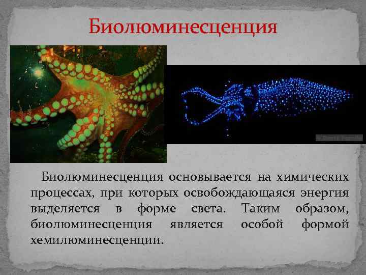 Биолюминесценция основывается на химических процессах, при которых освобождающаяся энергия выделяется в форме света. Биолюминесценция основывается на химических процессах, при которых освобождающаяся энергия выделяется в форме света.