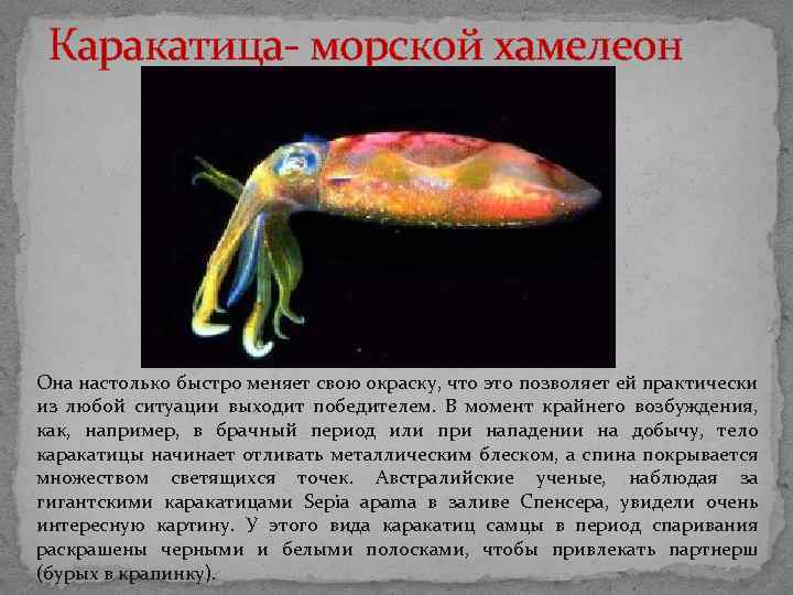 Каракатица- морской хамелеон Она настолько быстро меняет свою окраску, что это позволяет ей Каракатица- морской хамелеон Она настолько быстро меняет свою окраску, что это позволяет ей