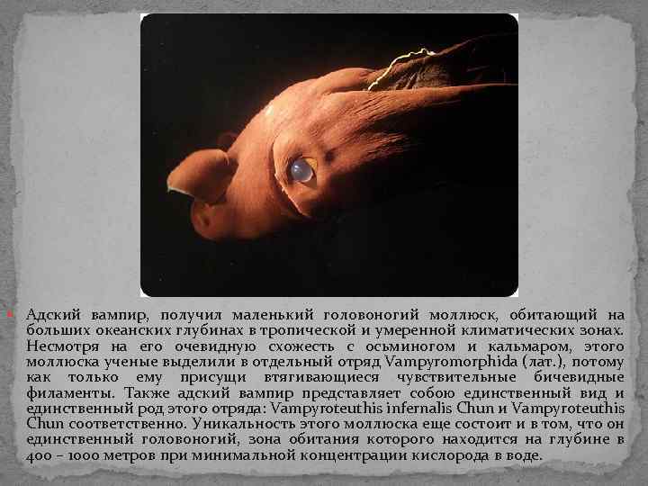 Адский вампир, получил маленький головоногий моллюск, обитающий на больших океанских глубинах в тропической Адский вампир, получил маленький головоногий моллюск, обитающий на больших океанских глубинах в тропической