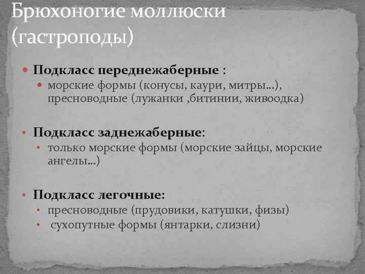 Брюхоногие моллюски (гастроподы) Подкласс переднежаберные : морские формы (конусы, каури, митры…), пресноводные (лужанки , Брюхоногие моллюски (гастроподы) Подкласс переднежаберные : морские формы (конусы, каури, митры…), пресноводные (лужанки ,