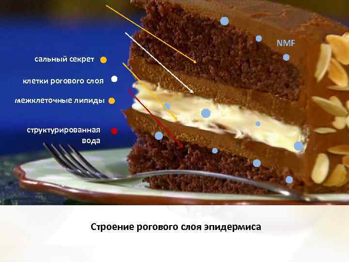 NMF сальный секрет клетки рогового слоя межклеточные липиды структурированная вода Строение рогового слоя эпидермиса