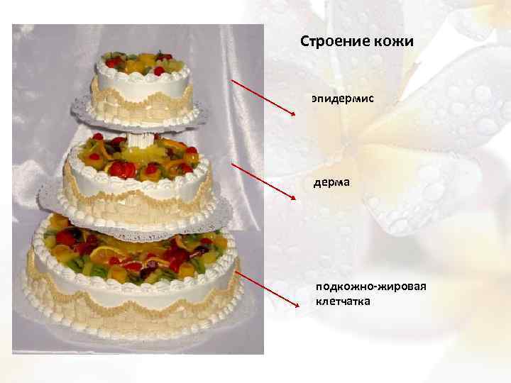 Строение кожи эпидермис дерма подкожно-жировая клетчатка 