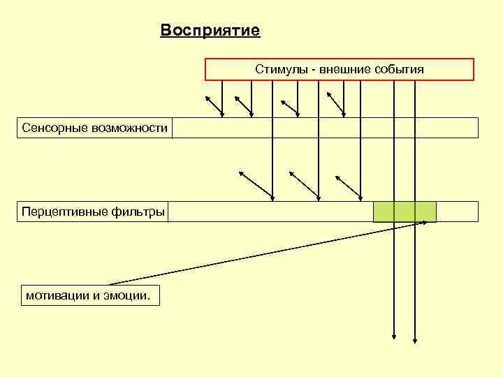 Восприятие Стимулы - внешние события Cенсорные возможности Перцептивные фильтры мотивации и эмоции. 