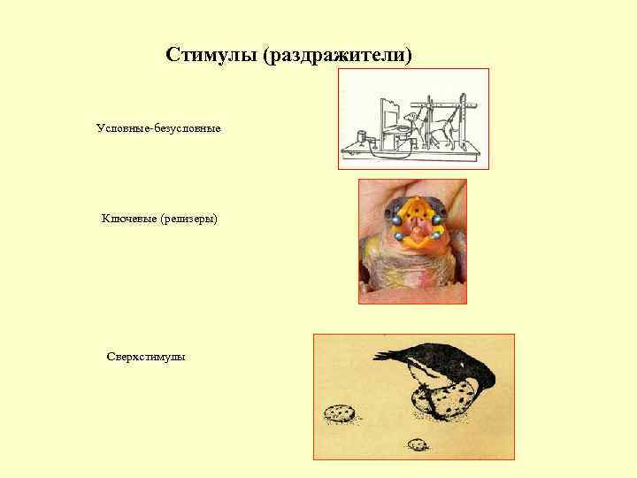 Стимулы (раздражители) Условные-безусловные Ключевые (релизеры) Сверхстимулы 