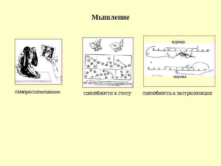 Мышление курица ворона самораспознавание способности к счету способность к экстраполяции 