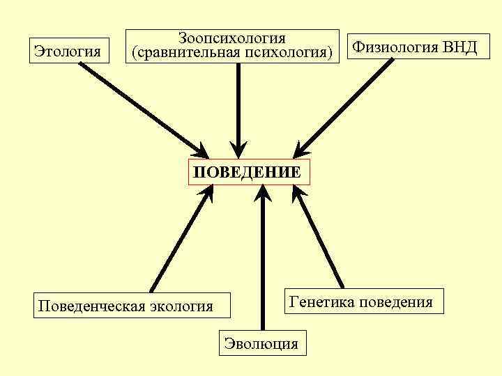 Этология Зоопсихология (сравнительная психология) Физиология ВНД ПОВЕДЕНИЕ Поведенческая экология Генетика поведения Эволюция 
