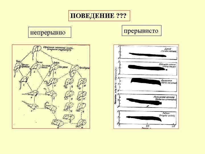 ПОВЕДЕНИЕ ? ? ? непрерывно прерывисто 