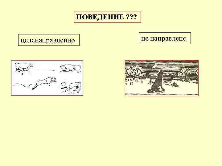 ПОВЕДЕНИЕ ? ? ? целенаправленно не направлено 