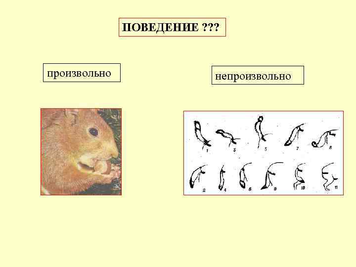 ПОВЕДЕНИЕ ? ? ? произвольно непроизвольно 