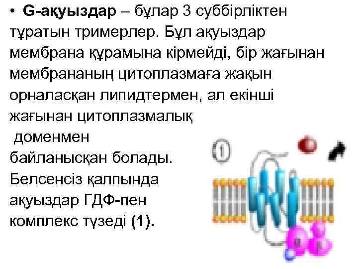  • G-ақуыздар – бұлар 3 суббірліктен тұратын тримерлер. Бұл ақуыздар мембрана құрамына кірмейді,