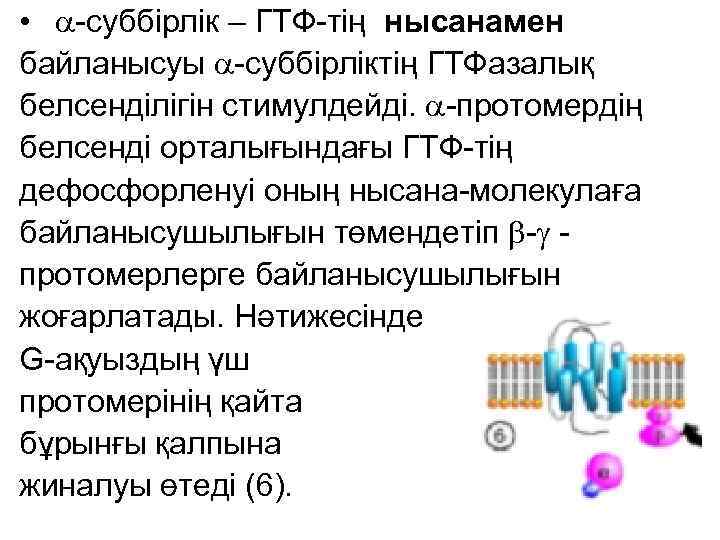  • -суббірлік – ГТФ-тің нысанамен байланысуы -суббірліктің ГТФазалық белсенділігін стимулдейді. -протомердің белсенді орталығындағы