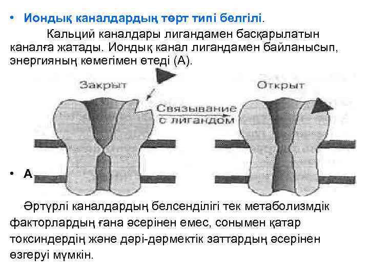  • Иондық каналдардың төрт типі белгілі. Кальций каналдары лигандамен басқарылатын каналға жатады. Иондық