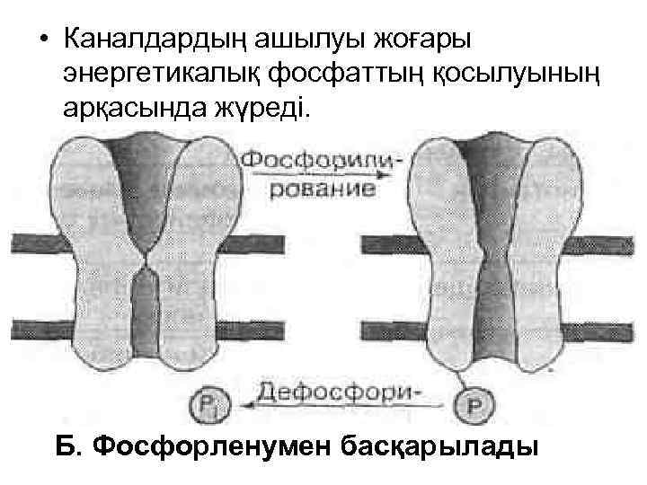  • Каналдардың ашылуы жоғары энергетикалық фосфаттың қосылуының арқасында жүреді. Б. Фосфорленумен басқарылады 