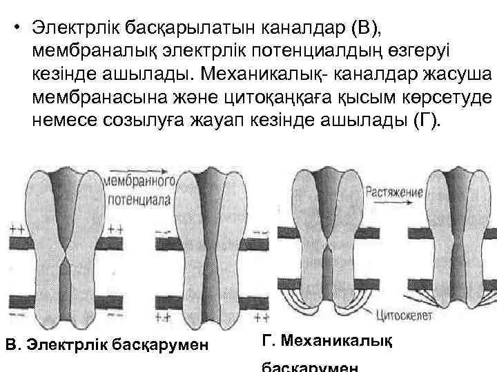  • Электрлік басқарылатын каналдар (В), мембраналық электрлік потенциалдың өзгеруі кезінде ашылады. Механикалық- каналдар