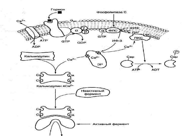 ФИФ -фосфотидил инозитолбисфосфат, ПКС- протеинкиназа С, ИФ-3 инозитол 3 -фосфат, ДАГ- диацилглицирид, ФС-фосфотидилсерин 