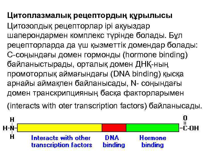 Цитоплазмалық рецептордың құрылысы Цитозолдық рецепторлар ірі ақуыздар шаперондармен комплекс түрінде болады. Бұл рецепторларда да