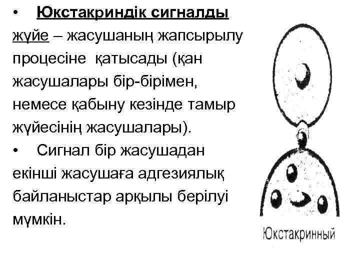  • Юкстакриндік сигналды жүйе – жасушаның жапсырылу процесіне қатысады (қан жасушалары бір-бірімен, немесе