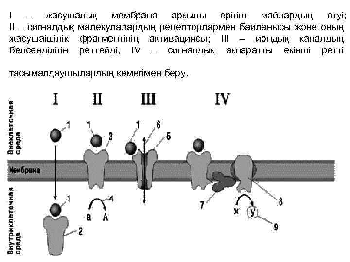 I – жасушалық мембрана арқылы ерігіш майлардың өтуі; II – сигналдық малекулалардың рецепторлармен байланысы