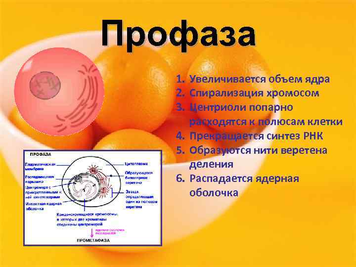 Профаза 1. Увеличивается объем ядра 2. Спирализация хромосом 3. Центриоли попарно расходятся к полюсам