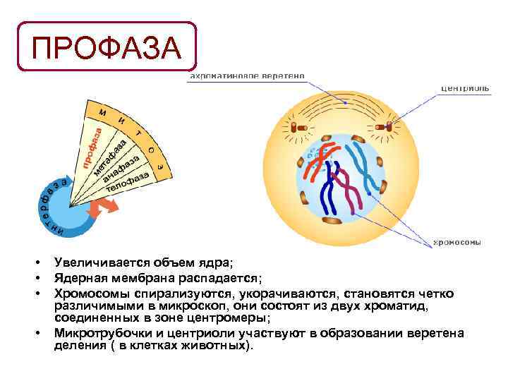 ПРОФАЗА • • Увеличивается объем ядра; Ядерная мембрана распадается; Хромосомы спирализуются, укорачиваются, становятся четко