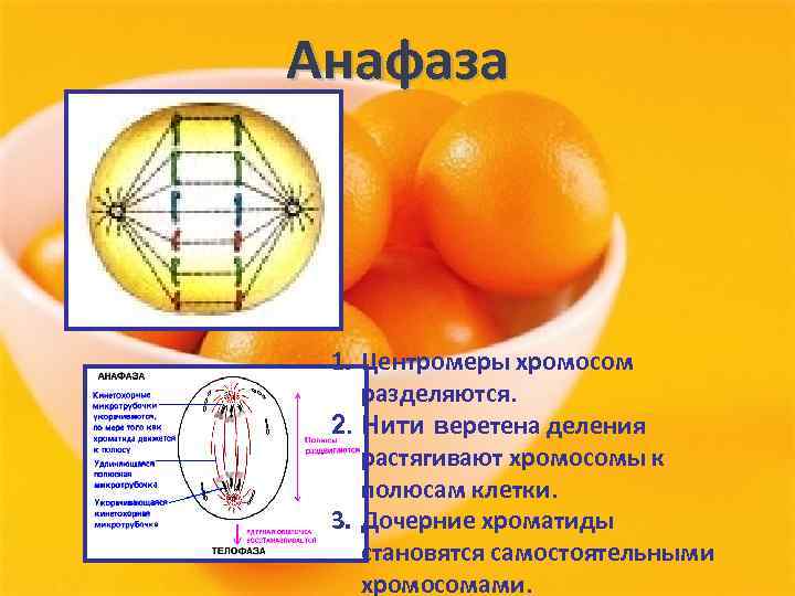 Полюса клетки