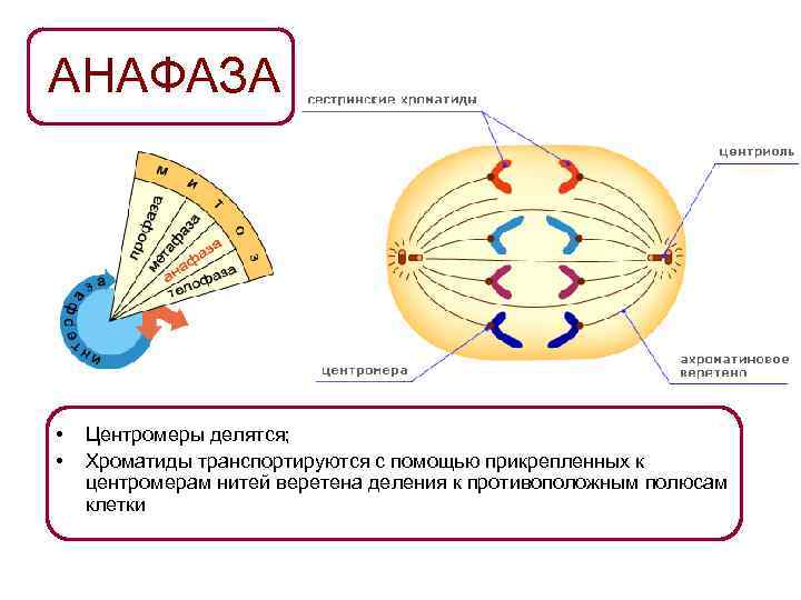 АНАФАЗА • • Центромеры делятся; Хроматиды транспортируются с помощью прикрепленных к центромерам нитей веретена