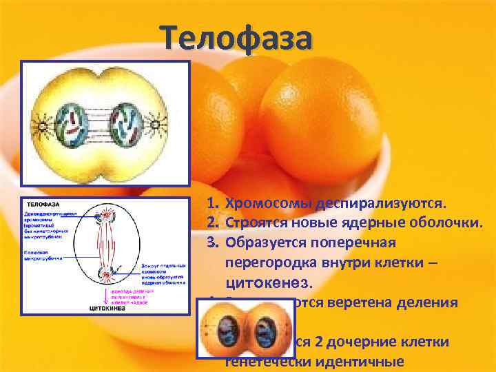 Телофаза 1. Хромосомы деспирализуются. 2. Строятся новые ядерные оболочки. 3. Образуется поперечная перегородка внутри