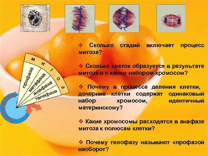 Сколько митоза? v стадий включает процесс v Сколько клеток образуется в результате митоза и