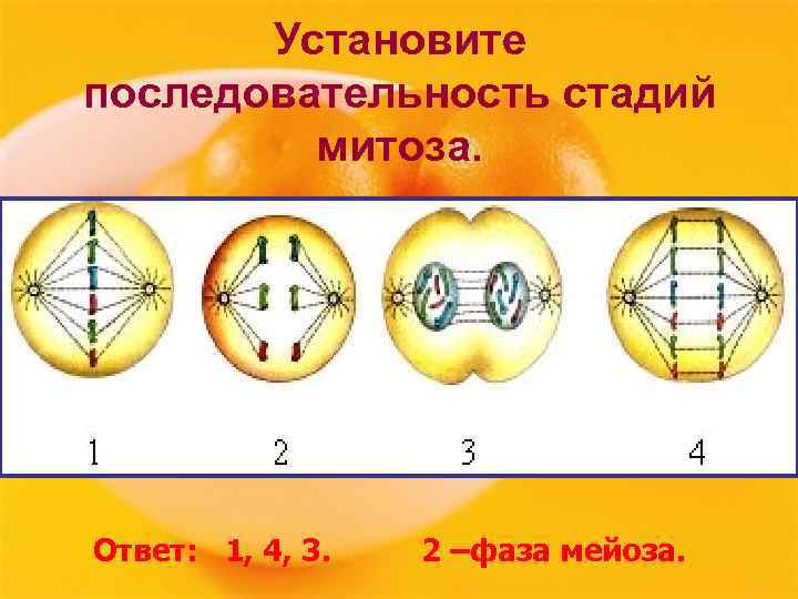 Установите последовательность стадий митоза. Ответ: 1, 4, 3. 2 –фаза мейоза. 