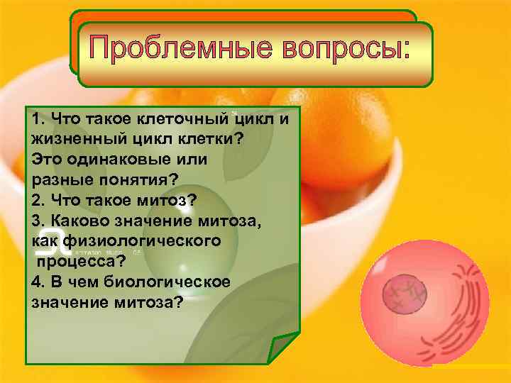 1. Что такое клеточный цикл и жизненный цикл клетки? Это одинаковые или разные понятия?