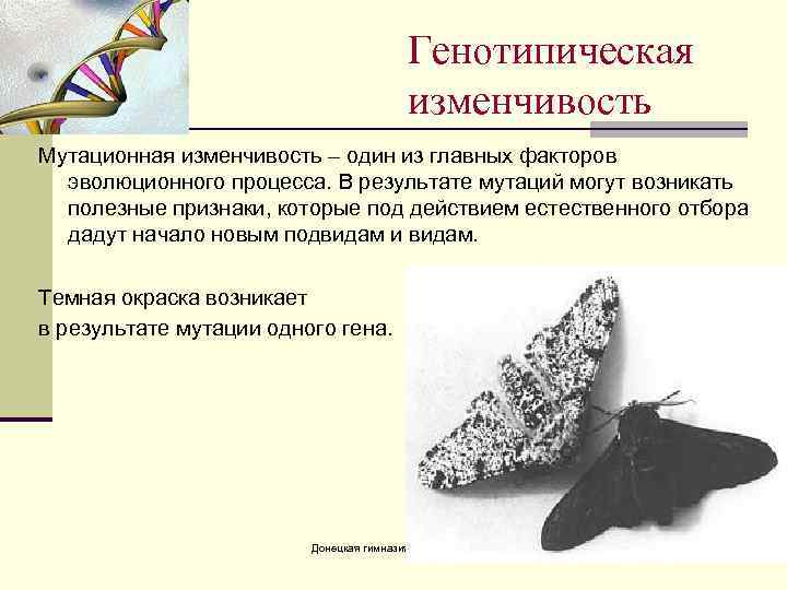 Генотипическая изменчивость Мутационная изменчивость – один из главных факторов эволюционного процесса. В результате мутаций