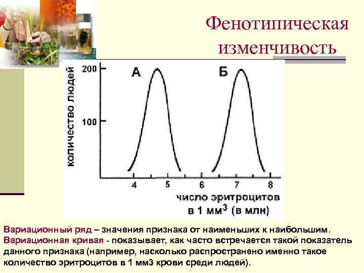 Вариационную кривую изменчивости